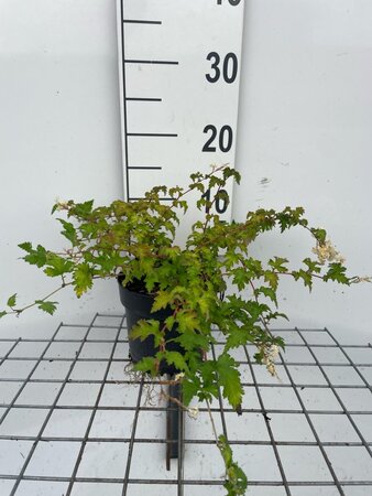 Stephanandra incisa 'Crispa' geen maat specificatie cont. 1,3L - afbeelding 3