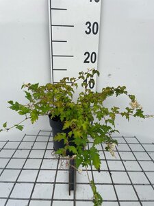 Stephanandra incisa 'Crispa' geen maat specificatie cont. 1,3L - afbeelding 3