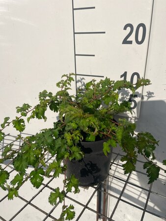 Stephanandra incisa 'Crispa' geen maat specificatie cont. 1,3L - afbeelding 2