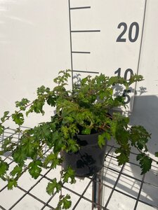 Stephanandra incisa 'Crispa' geen maat specificatie cont. 1,3L - afbeelding 2