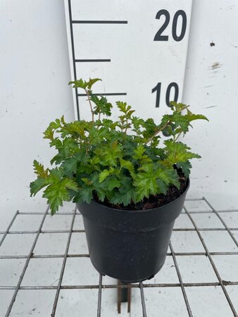 Stephanandra incisa 'Crispa' geen maat specificatie cont. 1,3L - afbeelding 1