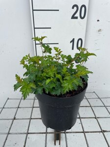 Stephanandra incisa 'Crispa' geen maat specificatie cont. 1,3L - afbeelding 1