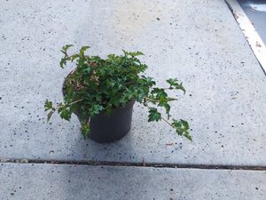 Stephanandra incisa 'Crispa' geen maat specificatie cont. 1,3L