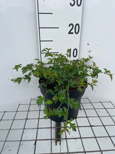Stephanandra incisa 'Crispa' geen maat specificatie cont. 3,0L