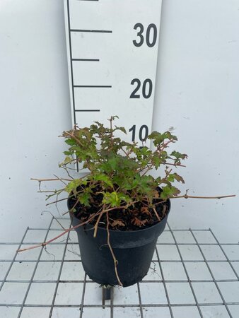 Stephanandra incisa 'Crispa' geen maat specificatie cont. 3,0L - afbeelding 3