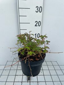 Stephanandra incisa 'Crispa' geen maat specificatie cont. 3,0L - afbeelding 3