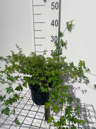 Stephanandra incisa 'Crispa' geen maat specificatie cont. 3,0L - afbeelding 2