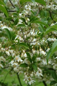 Styrax japonicus 100-125 cm container - afbeelding 2