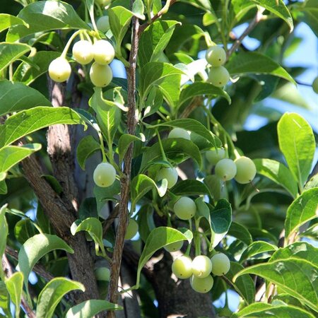 Styrax japonicus 100-125 cm container - afbeelding 3