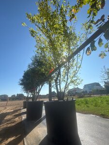 Styrax japonicus 250-300 cm cont. 90L meerstammig