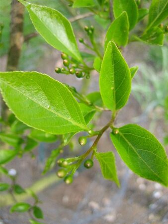 Styrax japonicus 60-80 cm container - afbeelding 6
