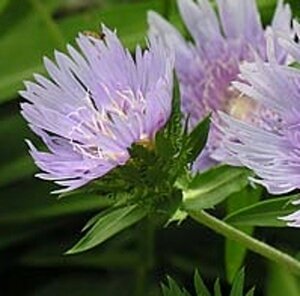 Stokesia laevis geen maat specificatie 0,55L/P9cm - afbeelding 2