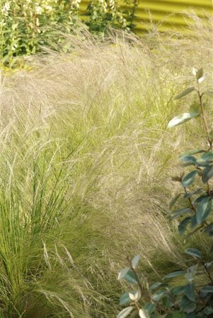 Stipa tenuissima geen maat specificatie 0,55L/P9cm - afbeelding 4