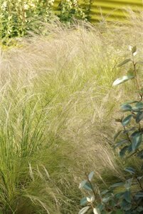 Stipa tenuissima geen maat specificatie 0,55L/P9cm - afbeelding 4