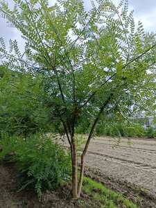 Styphnolobium japonicum = Sophora japonica 250-300 cm draadkluit meerstammig
