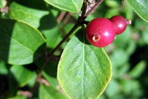 Symphoricarpos ch. 'Hancock' 30-40 cm cont. 3,0L 3-5 tak