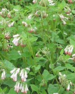 Symphytum grand. 'Hidcote Pink' geen maat specificatie 0,55L/P9cm