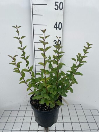 Syringa 'Josée' geen maat specificatie cont. 3,0L - afbeelding 1