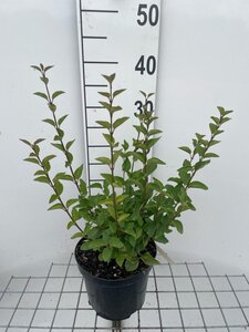 Syringa 'Josée' geen maat specificatie cont. 3,0L - afbeelding 1