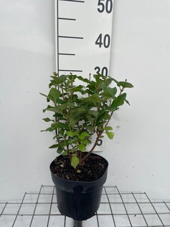 Syringa 'Josée' geen maat specificatie cont. 3,0L - afbeelding 2