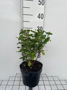 Syringa 'Josée' geen maat specificatie cont. 3,0L - afbeelding 2
