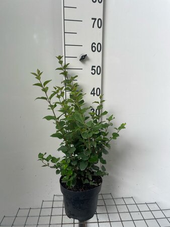 Syringa 'Josée' geen maat specificatie cont. 3,0L - afbeelding 2