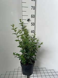 Syringa 'Josée' geen maat specificatie cont. 3,0L - afbeelding 2
