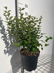 Syringa 'Josée' geen maat specificatie cont. 7,5L