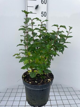 Syringa 'Josée' geen maat specificatie cont. 7,5L - afbeelding 2