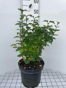 Syringa 'Josée' geen maat specificatie cont. 7,5L - afbeelding 2