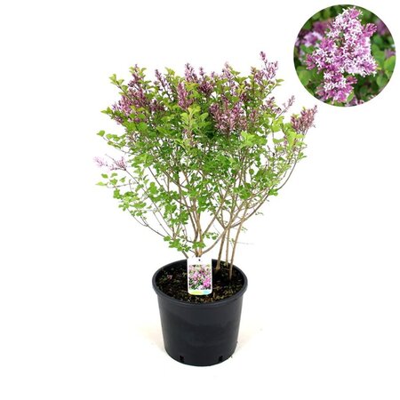 Syringa meyeri 'Palibin' 60-80 cm cont. 12L