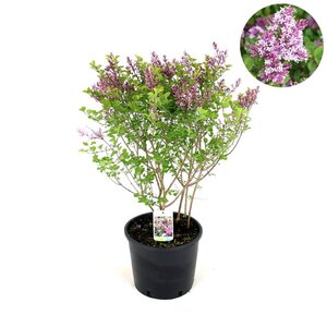 Syringa meyeri 'Palibin' 60-80 cm cont. 12L