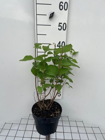 Syringa microphylla 'Superba' 30-40 cm cont. 3,0L - afbeelding 4