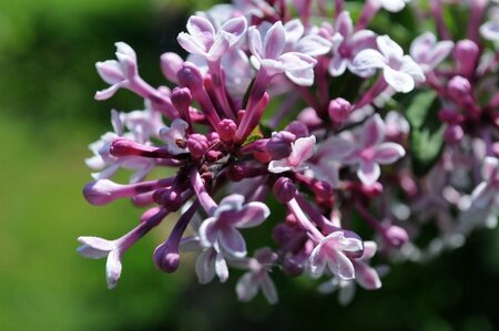 Syringa microphylla 'Superba' 60-80 cm container - afbeelding 3