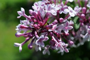 Syringa microphylla 'Superba' 60-80 cm container - afbeelding 3