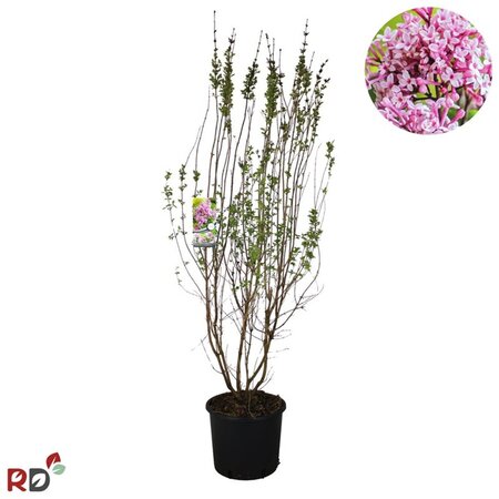 Syringa microphylla 'Superba' 80-100 cm cont. 12L
