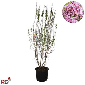 Syringa microphylla 'Superba' 80-100 cm cont. 12L