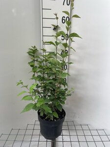Syringa microphylla 'Superba' geen maat specificatie cont. 3,0L - afbeelding 1