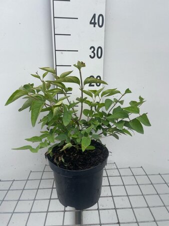 Syringa microphylla 'Superba' geen maat specificatie cont. 3,0L - afbeelding 2