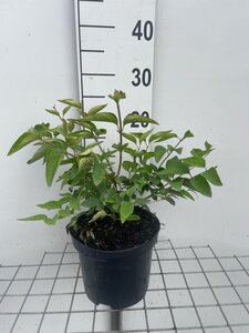 Syringa microphylla 'Superba' geen maat specificatie cont. 3,0L - afbeelding 2