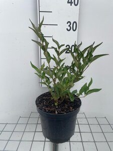 Syringa patula 'Miss Kim' geen maat specificatie cont. 3,0L - afbeelding 1