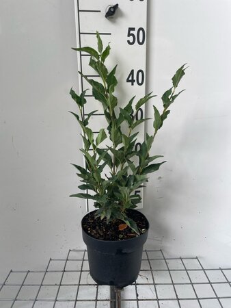 Syringa patula 'Miss Kim' geen maat specificatie cont. 3,0L - afbeelding 2