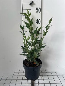 Syringa patula 'Miss Kim' geen maat specificatie cont. 3,0L - afbeelding 2