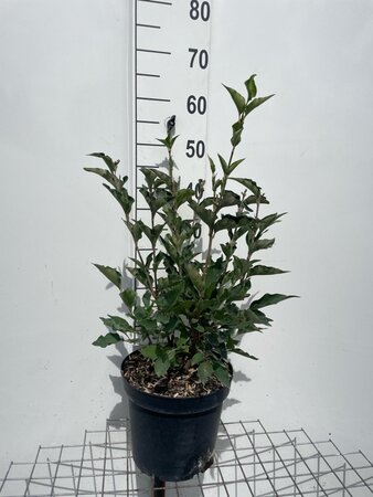 Syringa patula 'Miss Kim' geen maat specificatie cont. 7,5L - afbeelding 1