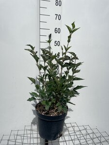 Syringa patula 'Miss Kim' geen maat specificatie cont. 7,5L - afbeelding 1