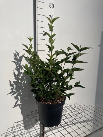 Syringa patula 'Miss Kim' geen maat specificatie cont. 7,5L - afbeelding 2