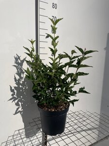 Syringa patula 'Miss Kim' geen maat specificatie cont. 7,5L