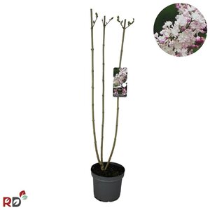 Syringa v. Beauty of Moscow 100-125 cm cont. 7,5L