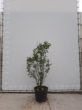 Syringa v. 'Mme Lemoine' WIT 175-200 cm draadkluit