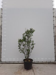 Syringa v. 'Mme Lemoine' WIT 175-200 cm draadkluit